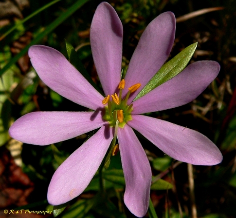 {Sabatia capitata}